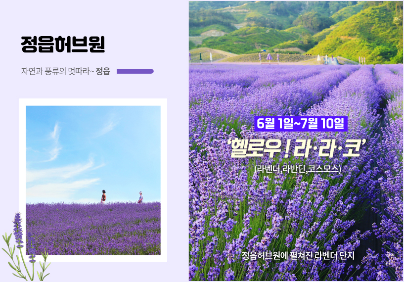 사진설명 정읍허브원에 펼쳐진 라벤더 단지